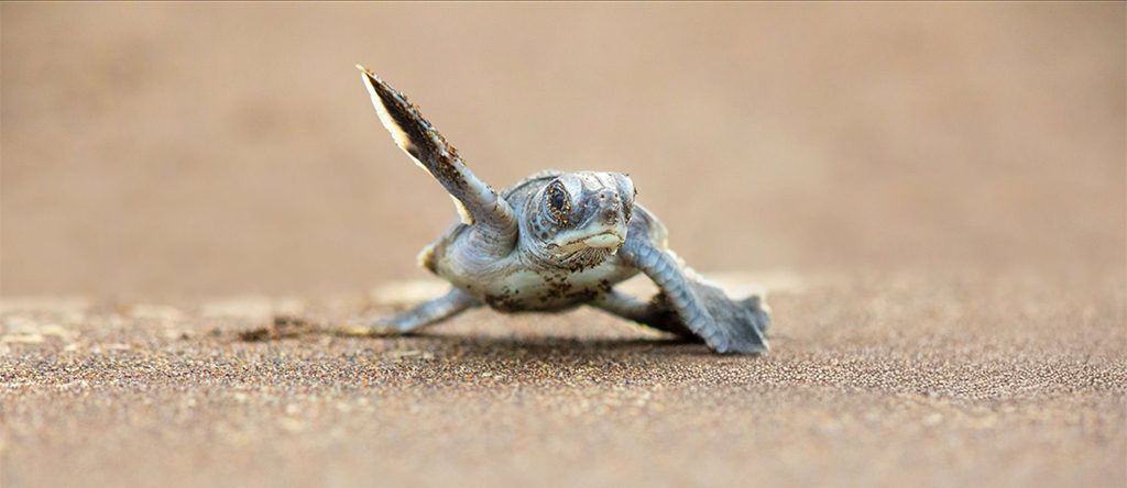 Turtle Nesting Rituals