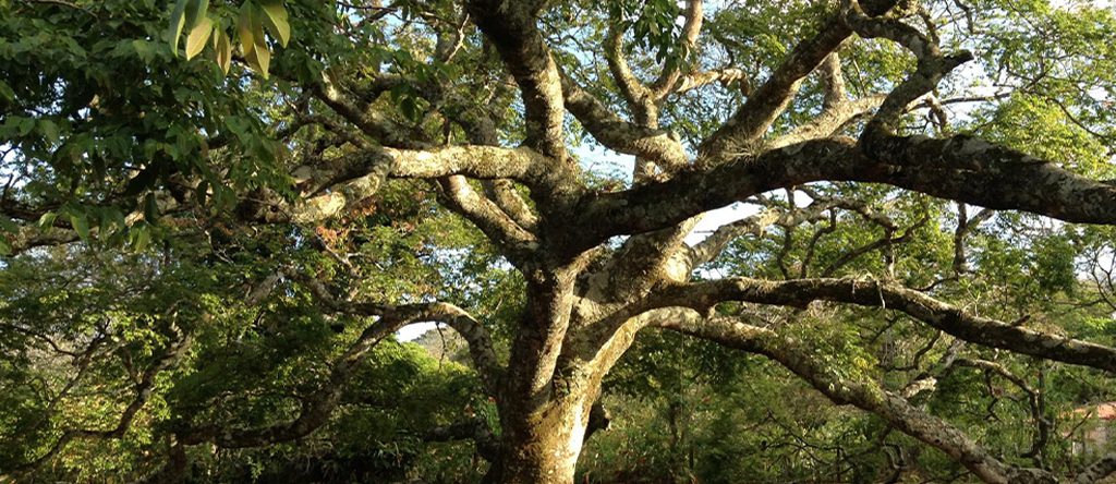 Guapinol (Hymenaea courbaril) 