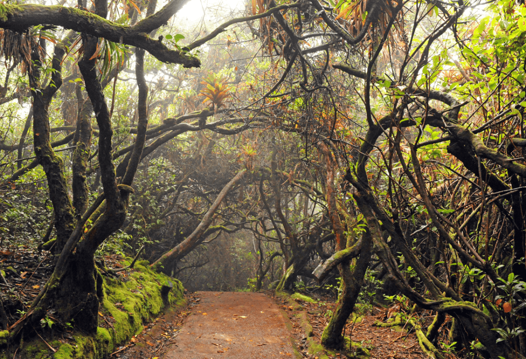 Surrounding Cloud Forest