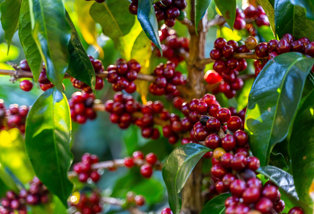 Coffee Plantation