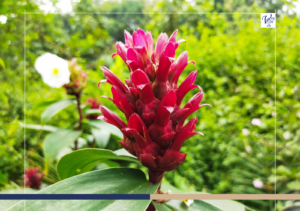 The Medicinal Plants of Costa Rica and How They Shape a Wellness Experience on the Pacific Coast