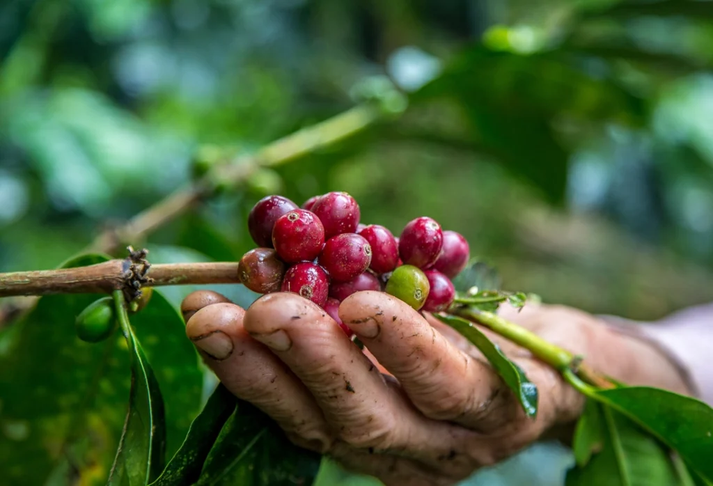 Costa Rica coffee plant