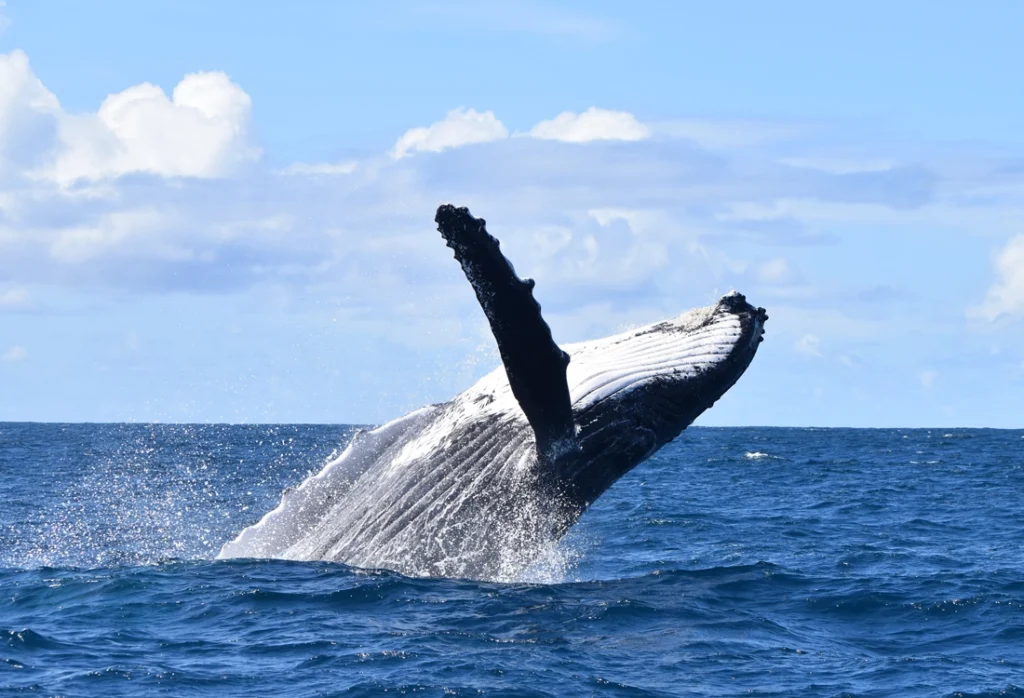 Humpback Whales Near Los Sueños