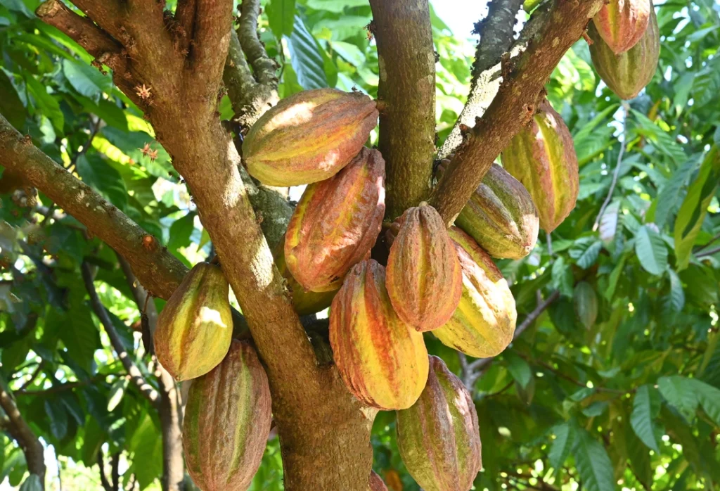 Cacao, the Oldest Ingredient of Costa Rica