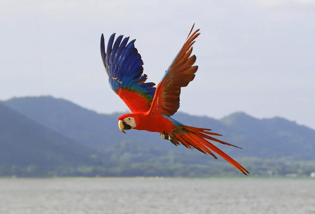 Scarlet macaws