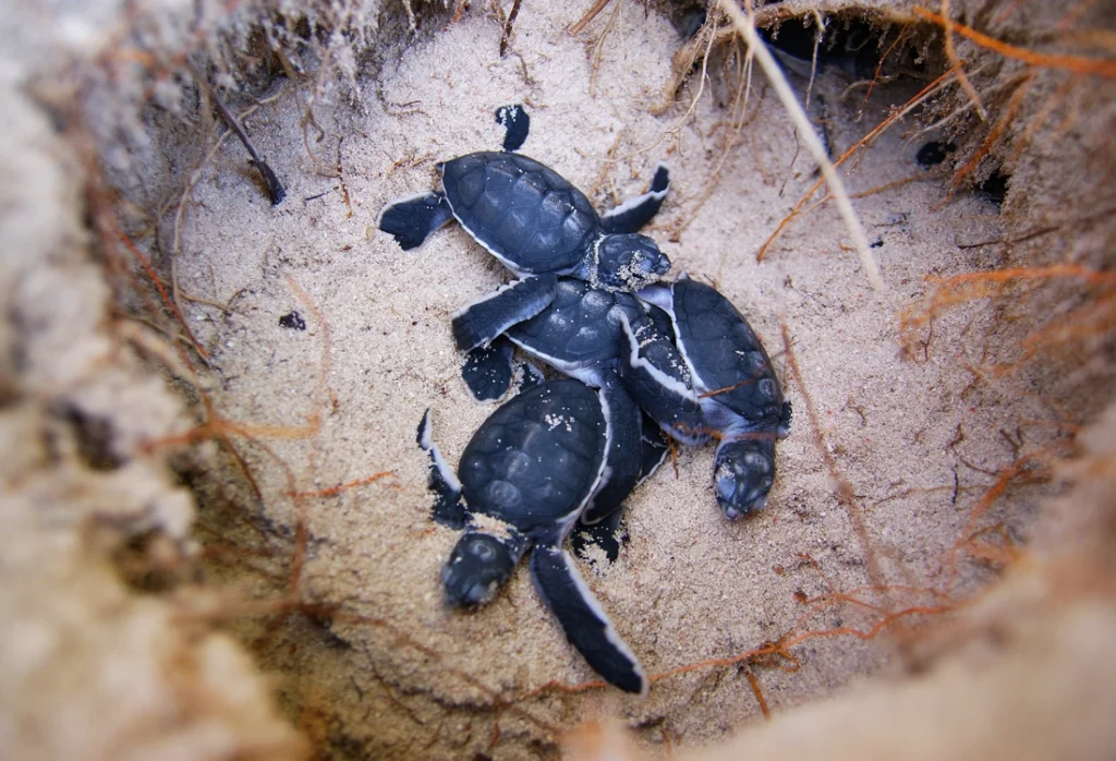 Sea Turtle Nesting Near Los Sueños
